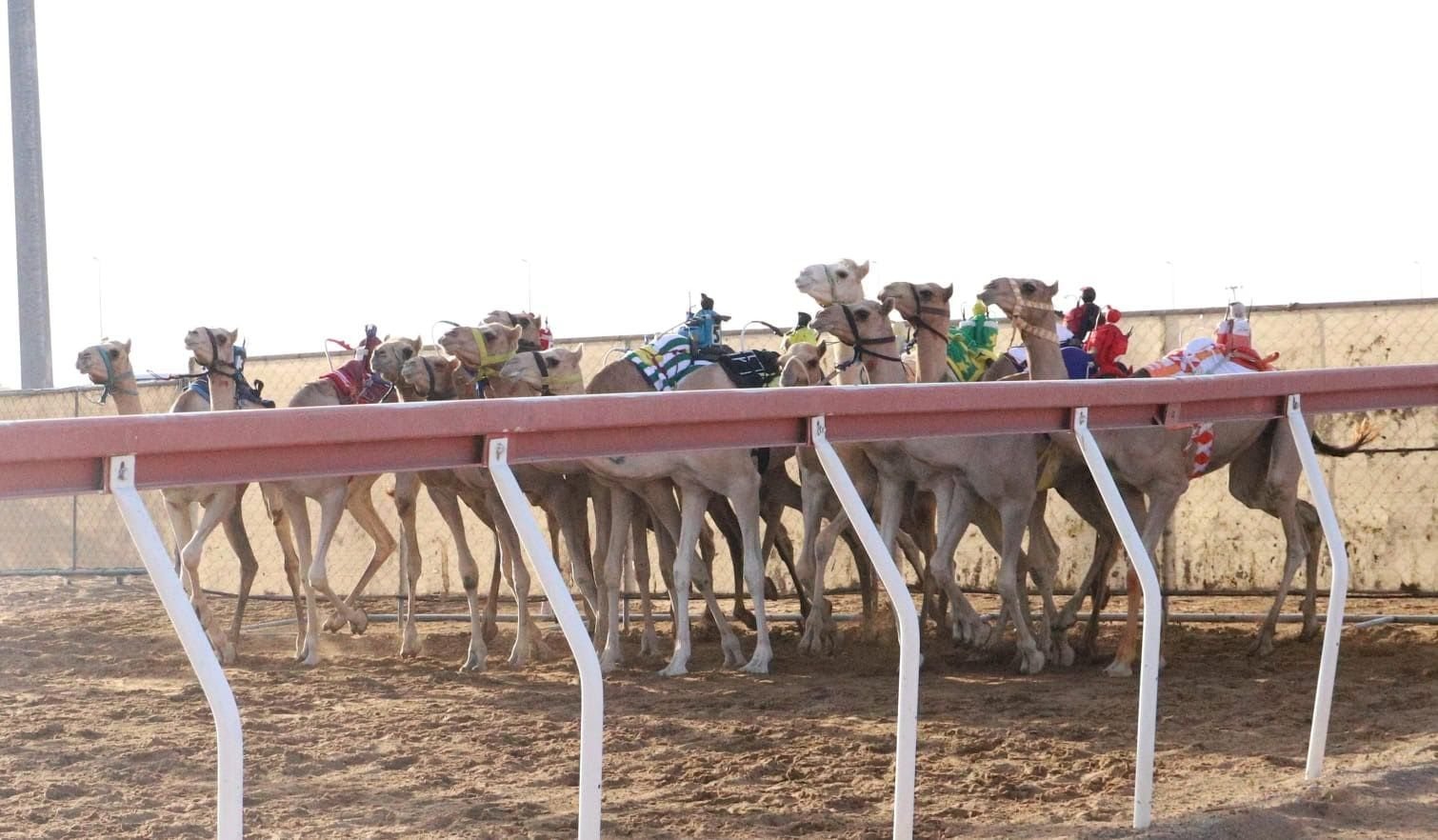 "الشبابي" يحصد أفضل توقيت في منافسات "سن الفطامين" بميدان الذيد 1 "الشبابي" يحصد أفضل توقيت في منافسات "سن الفطامين" بميدان الذيد