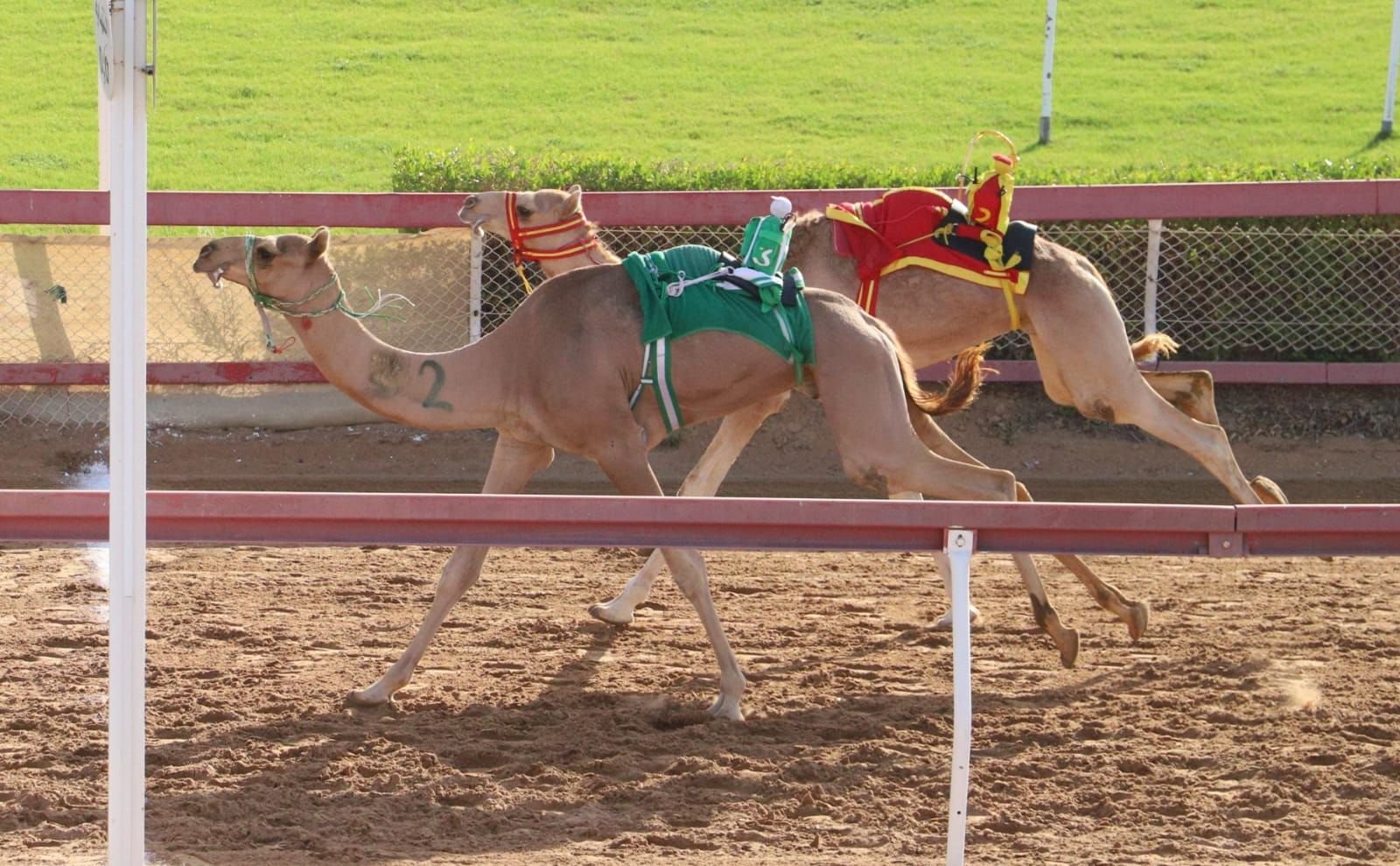تواصل منافسات الهجن بميدان الذيد 1 تواصل منافسات الهجن بميدان الذيد