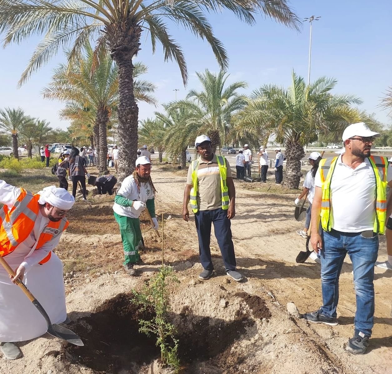 بلدية مدينة أبوظبي تنجز زراعة 3000 شتلة "غاف" 1 بلدية مدينة أبوظبي تنجز زراعة 3000 شتلة "غاف"