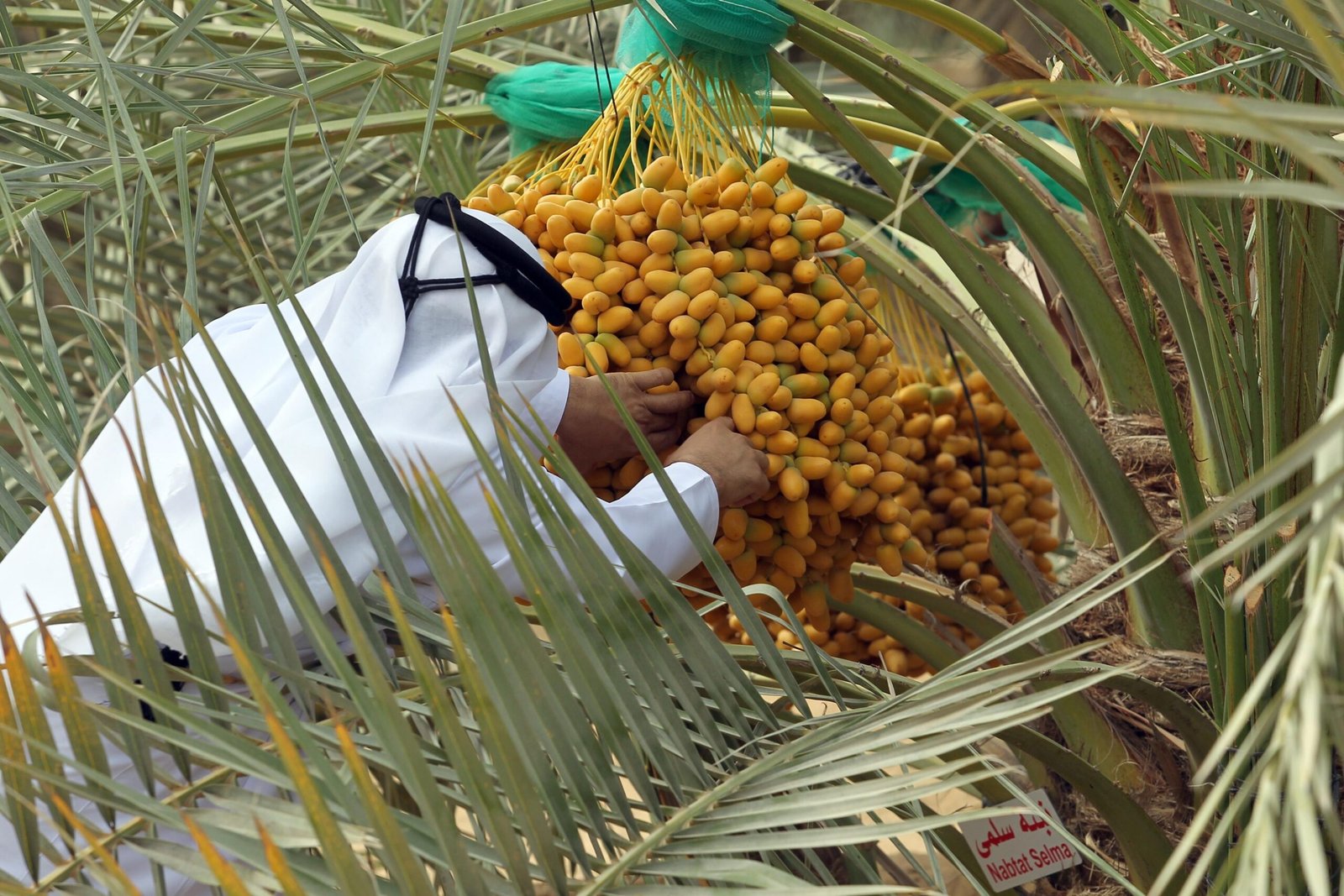 تباشير الرطب.. احتفاء بمواسم الخير في الإمارات 1 تباشير الرطب.. احتفاء بمواسم الخير في الإمارات