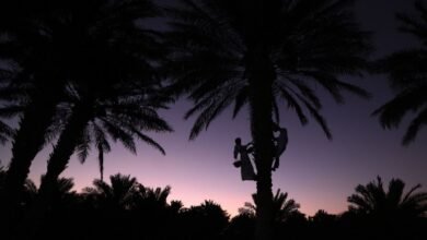 "ليوا للرطب" يحتفي بموسم "خرف الرطب" ويروج لمنتجات النخيل