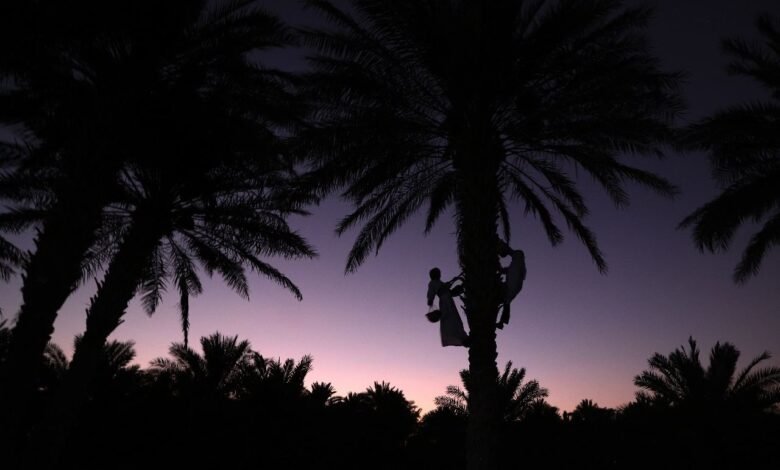 "ليوا للرطب" يحتفي بموسم "خرف الرطب" ويروج لمنتجات النخيل 4 "ليوا للرطب" يحتفي بموسم "خرف الرطب" ويروج لمنتجات النخيل
