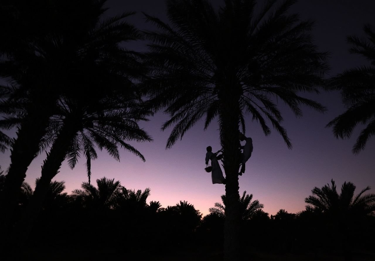 "ليوا للرطب" يحتفي بموسم "خرف الرطب" ويروج لمنتجات النخيل 1 "ليوا للرطب" يحتفي بموسم "خرف الرطب" ويروج لمنتجات النخيل