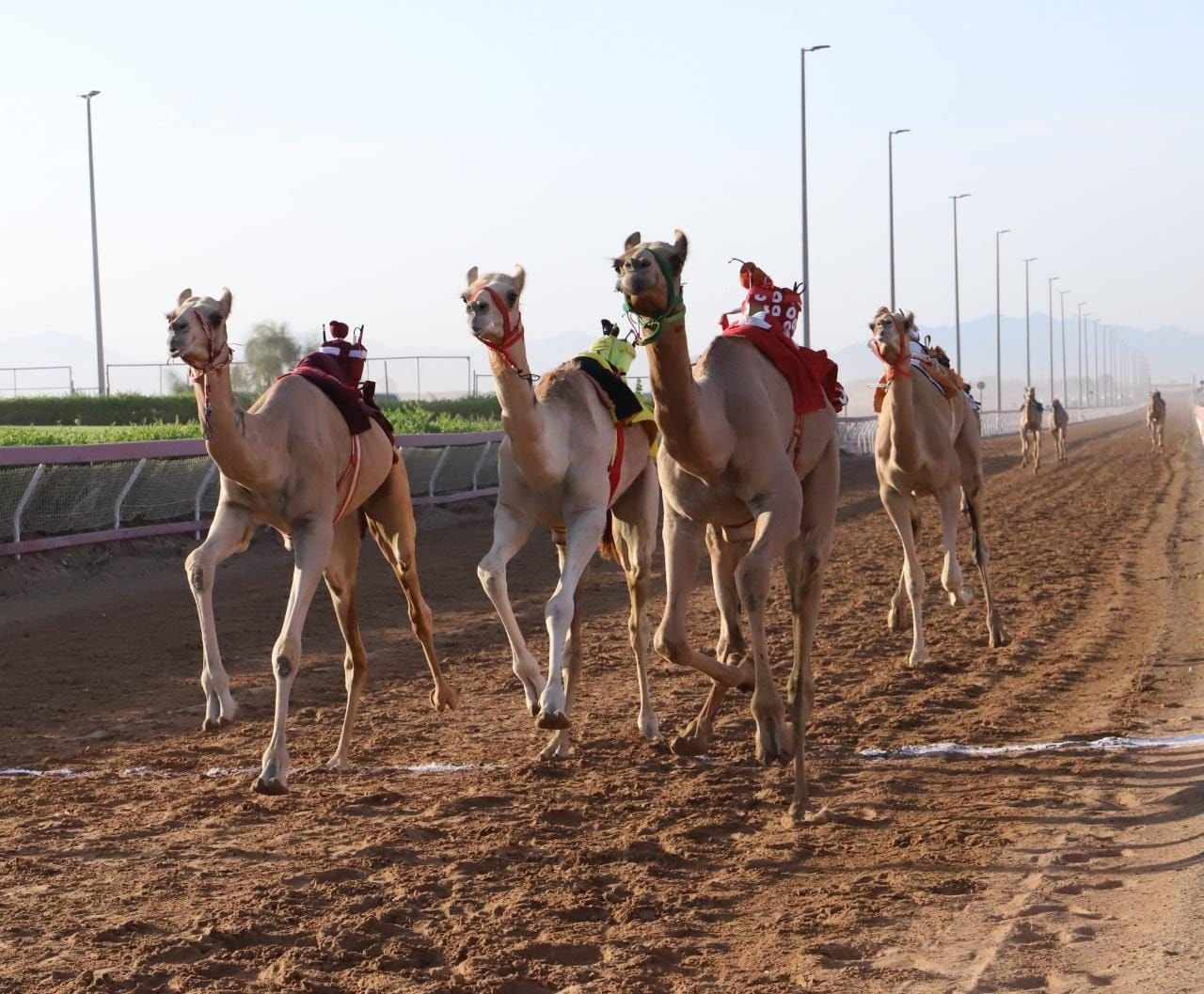 تواصل منافسات الهجن بميدان الذيد 1 تواصل منافسات الهجن بميدان الذيد