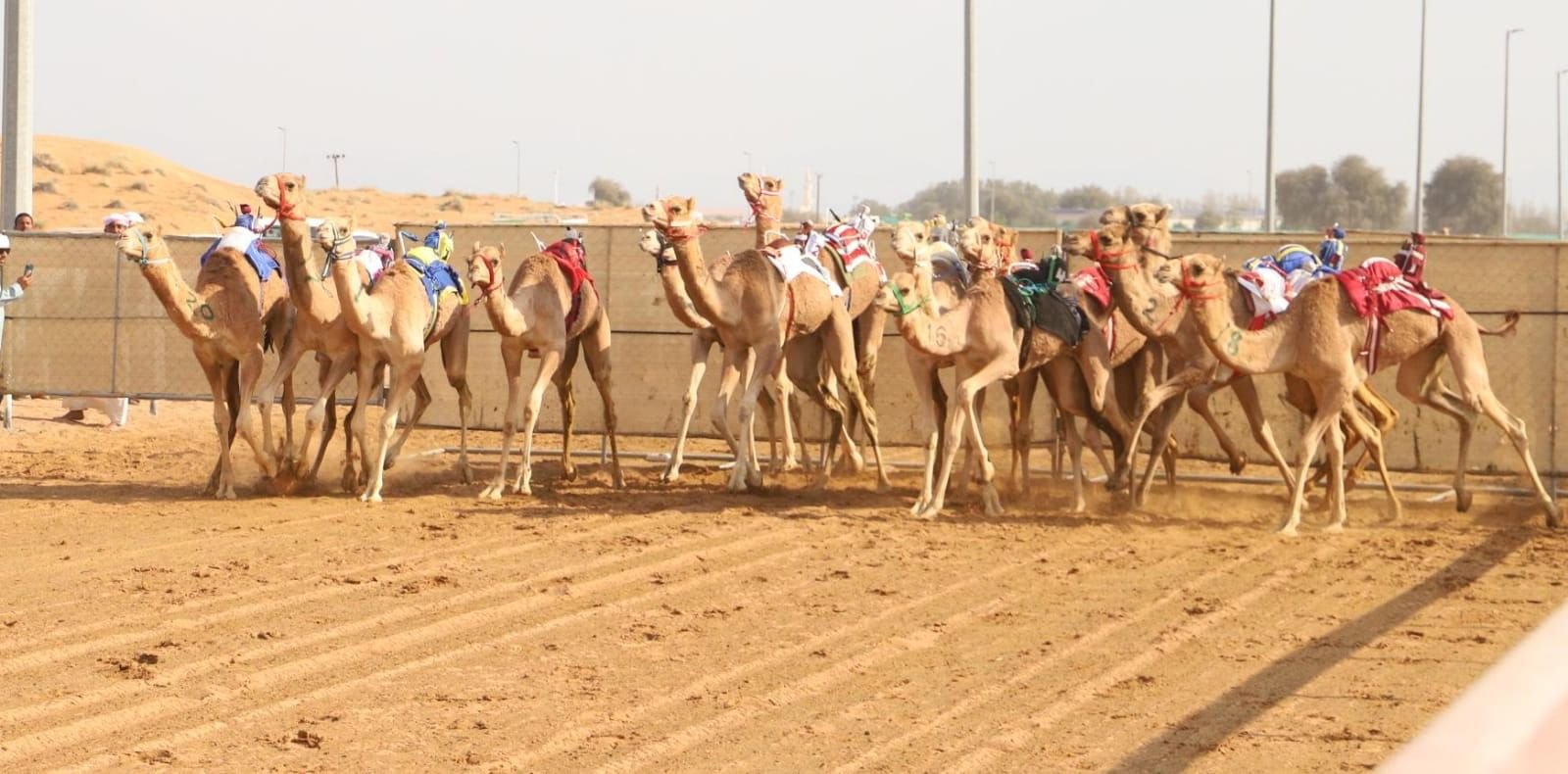24 شوطا بسباقات الهجن - سن الفطامين في ميدان الذيد 1 24 شوطا بسباقات الهجن - سن الفطامين في ميدان الذيد