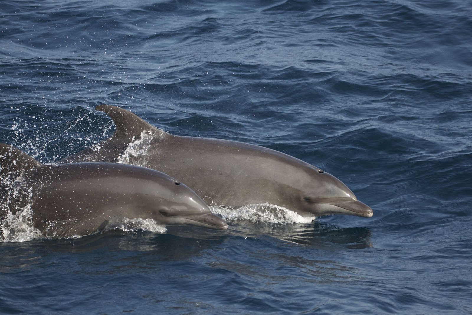 هيئة الفجيرة للبيئة تطلق كتاب "الحيتان والدلافين في الفجيرة والوطن العربي" 1 هيئة الفجيرة للبيئة تطلق كتاب "الحيتان والدلافين في الفجيرة والوطن العربي"