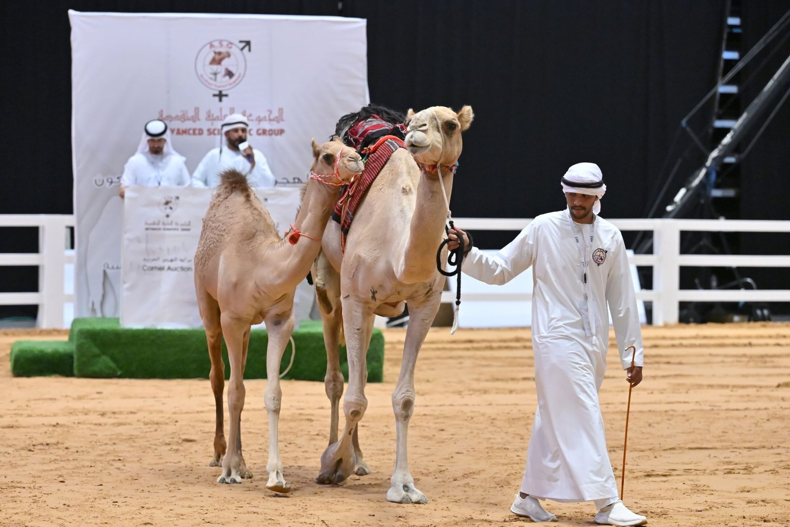 2.5 مليون درهم مبيعات مزاد الهجن العربية في "الدولي للصيد والفروسية" 1 2.5 مليون درهم مبيعات مزاد الهجن العربية في "الدولي للصيد والفروسية"