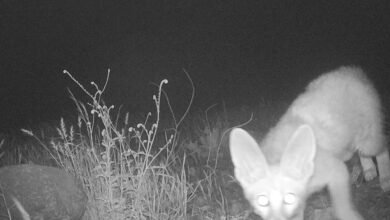 رصد ثعلب "بلانفورد" في متنزه وادي الوريعة الوطني