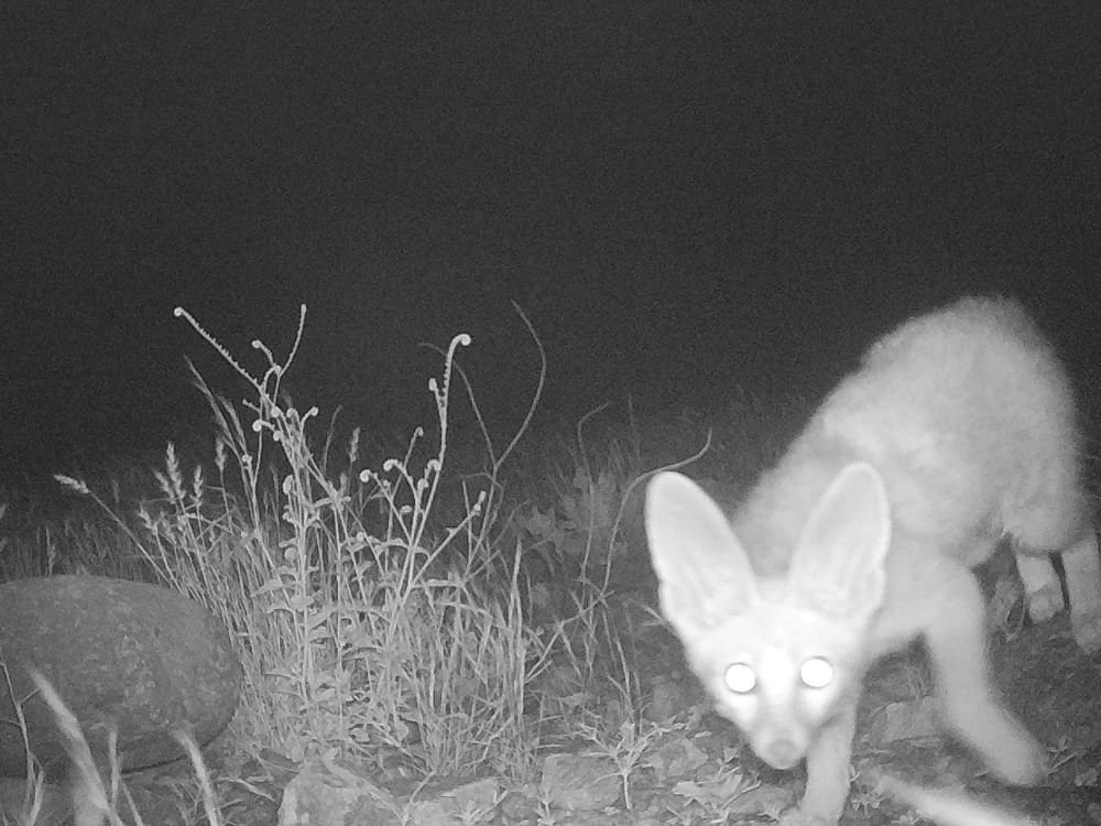 ظهور نادر لـ"ثعلب بلانفورد" المهدد بالانقراض في “وادي الوريعة” بالفجيرة 1 ظهور نادر لـ"ثعلب بلانفورد" المهدد بالانقراض في “وادي الوريعة” بالفجيرة