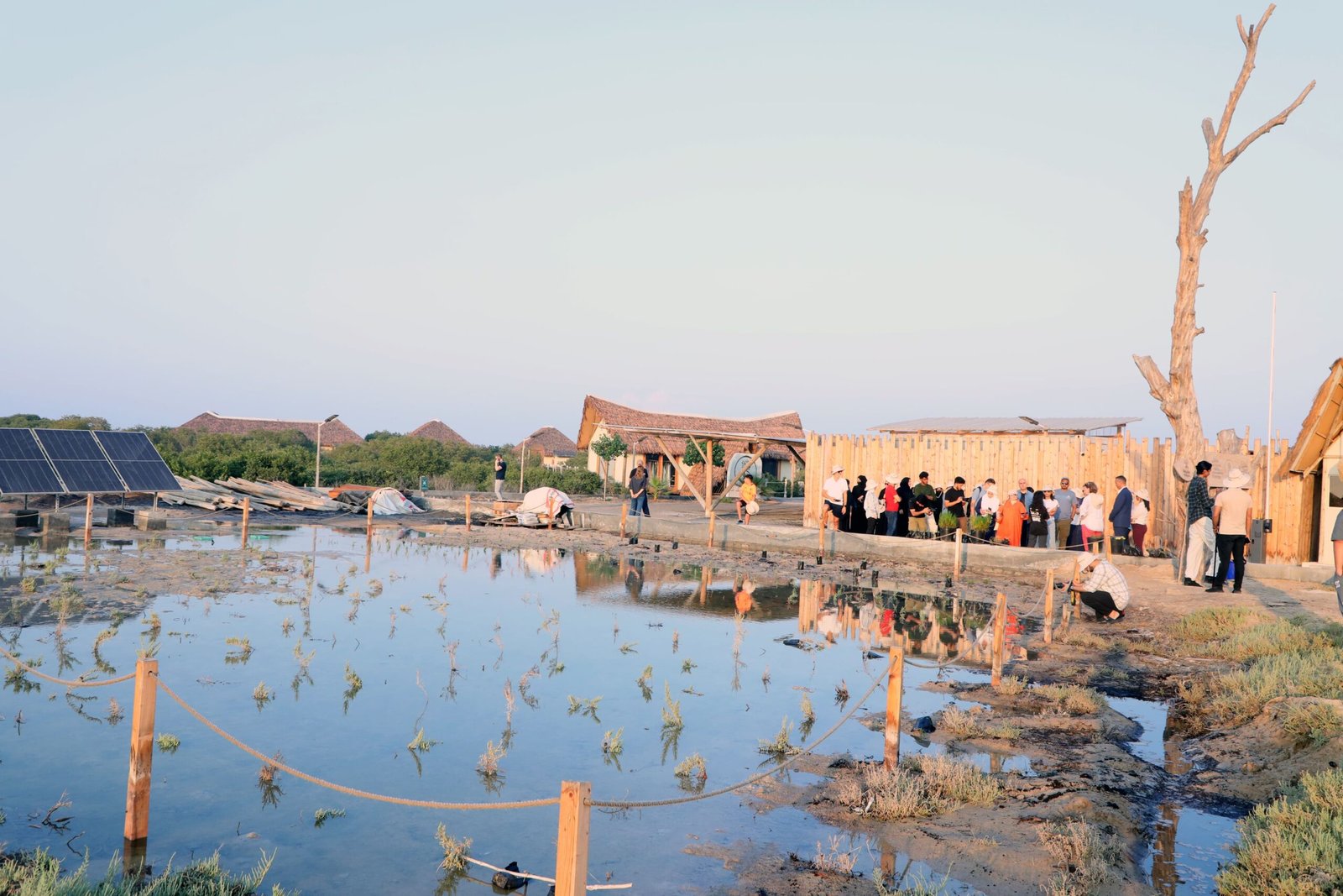 مهرجان حصاد النباتات الملحية بأم القيوين خطوة مهمة على طريق تعزيز السياحة البيئية في الإمارة 1 مهرجان حصاد النباتات الملحية بأم القيوين خطوة مهمة على طريق تعزيز السياحة البيئية في الإمارة