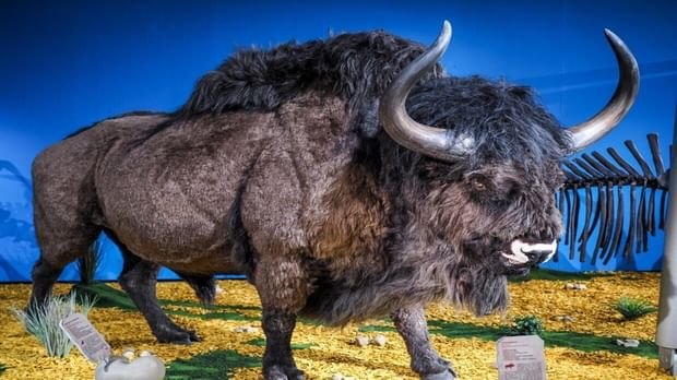 العلماء يحددون أسباب انقراض حيوان بيسون السهوب القديم 1 العلماء يحددون أسباب انقراض حيوان بيسون السهوب القديم