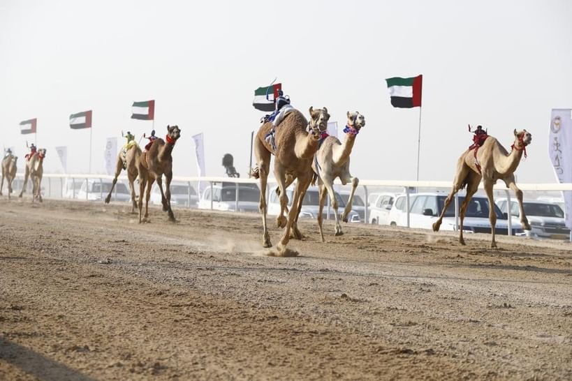 برعاية حمدان بن زايد .. مهرجان الظفرة الثاني لسباقات الهجن ينطلق 18 أكتوبر 1 برعاية حمدان بن زايد .. مهرجان الظفرة الثاني لسباقات الهجن ينطلق 18 أكتوبر