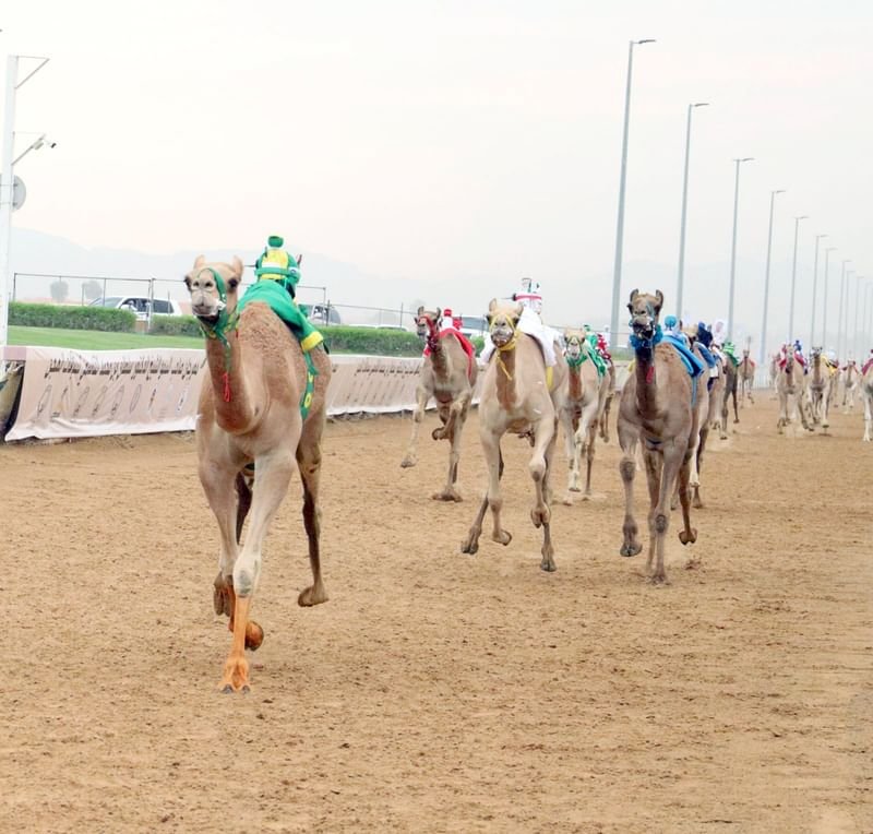 مهرجان حاكم الشارقة لسباقات الهجن بنسخته الـ3 ينطلق 3 نوفمبر 1 مهرجان حاكم الشارقة لسباقات الهجن بنسخته الـ3 ينطلق 3 نوفمبر
