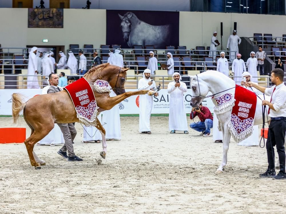 مهرجان الشارقة الدولي للجواد العربي السلالة المصرية ينطلق غداً 1 مهرجان الشارقة الدولي للجواد العربي السلالة المصرية ينطلق غداً