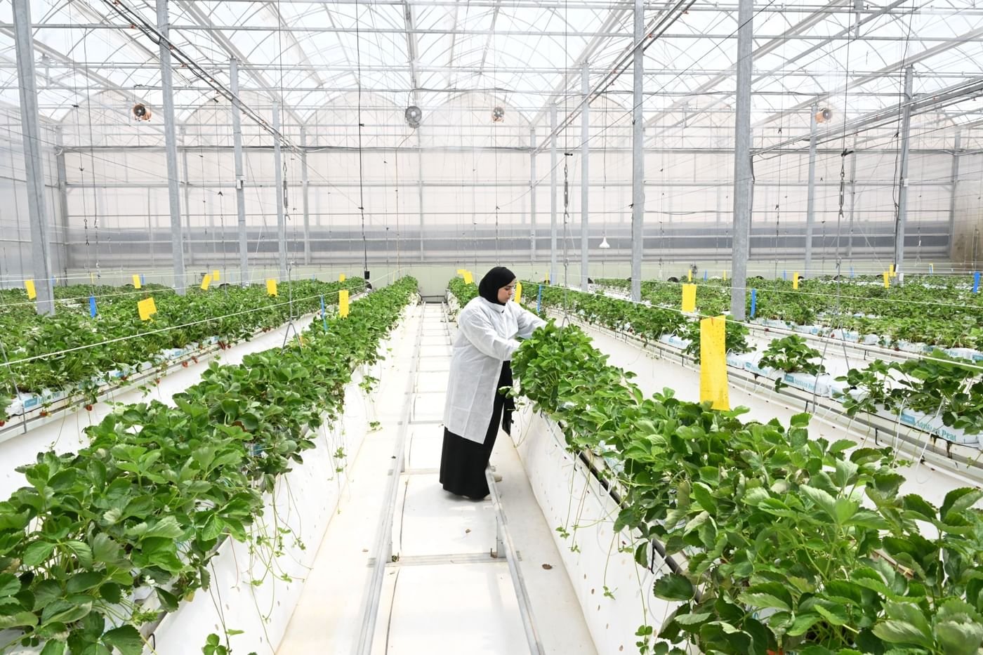 الإمارات.. نهج استباقي في تعزيز الأمن الغذائي 1 الإمارات.. نهج استباقي في تعزيز الأمن الغذائي
