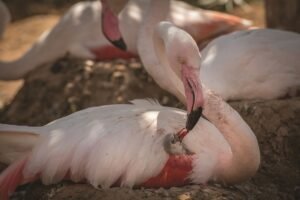 فوز المصورة الإماراتية "سلمى السويدي" بجائزة "صُنّاع المحتوى الفوتوغرافي" ضمن جائزة حمدان للتصوير الضوئي