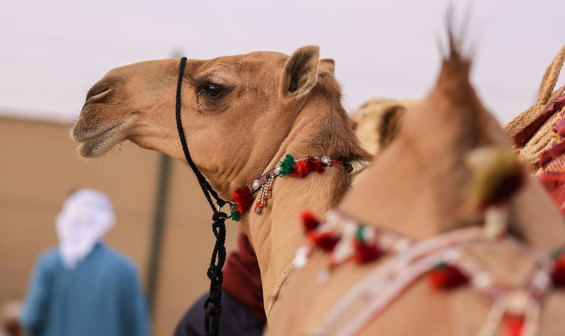 775 جائزة بمزاينة مدينة زايد ضمن مهرجان الظفرة 1 775 جائزة بمزاينة مدينة زايد ضمن مهرجان الظفرة