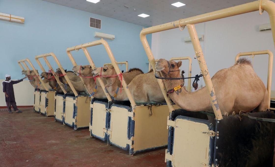 مركز الإمارات للهجن.. ريادة في نقل الأجنة وتطوير السلالات 1 مركز الإمارات للهجن.. ريادة في نقل الأجنة وتطوير السلالات