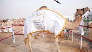 550 مشاركا في مزاينة الإبل بـ"مهرجان محمد بن زايد لسباقات الهجن"