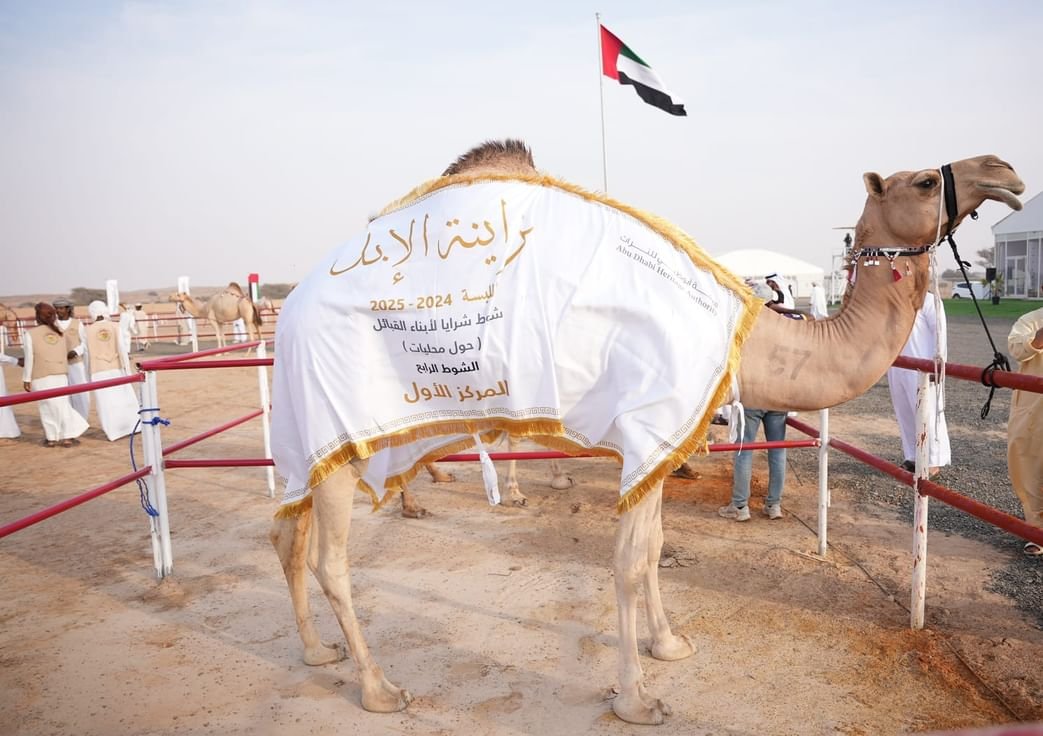 550 مشاركا في مزاينة الإبل بـ"مهرجان محمد بن زايد لسباقات الهجن" 1 550 مشاركا في مزاينة الإبل بـ"مهرجان محمد بن زايد لسباقات الهجن"