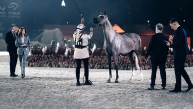 "جارين الزبير" الأجمل في اليوم الثاني لبطولة الفجيرة الدولية للخيل العربية