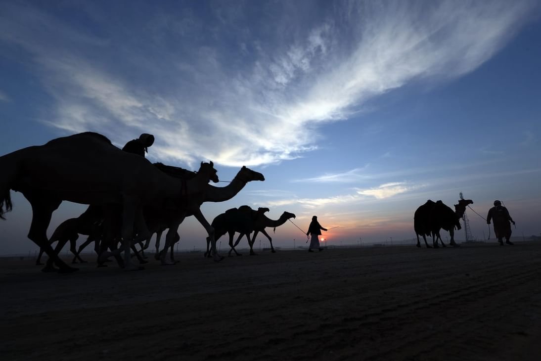 بدء ترصيص الإبل المشاركة في مزاينة مدينة زايد 1 بدء ترصيص الإبل المشاركة في مزاينة مدينة زايد