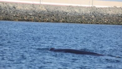 ظهور استثنائي لحوت "برايد" في الفجيرة