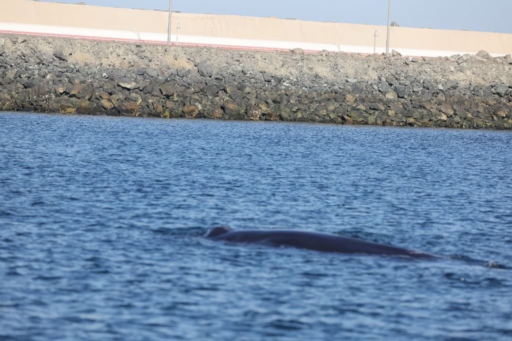 ظهور استثنائي لحوت "برايد" في الفجيرة 1 ظهور استثنائي لحوت "برايد" في الفجيرة