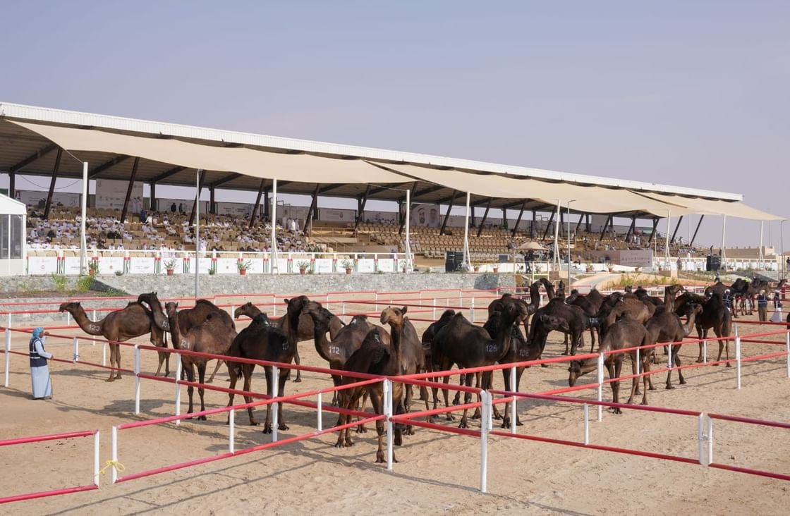 مشاركة واسعة في مزاينة مدينة زايد للإبل 1 مشاركة واسعة في مزاينة مدينة زايد للإبل