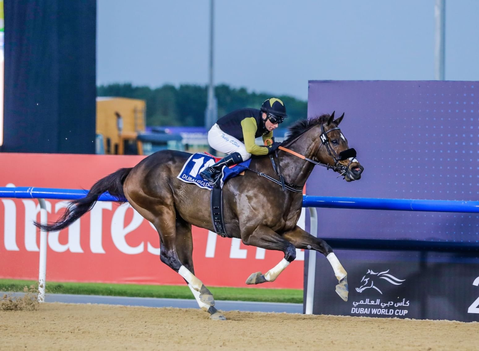 87 خيلًا تتنافس في الأمسية السادسة لكرنفال سباقات دبي 1 87 خيلًا تتنافس في الأمسية السادسة لكرنفال سباقات دبي