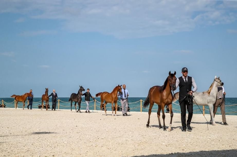 برعاية حمدان بن زايد .. انطلاق بطولة الظفرة لجمال الخيل العربية غدا 1 برعاية حمدان بن زايد .. انطلاق بطولة الظفرة لجمال الخيل العربية غدا