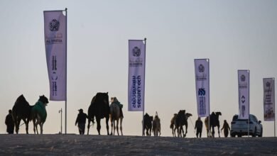 تواصل منافسات مزاينة الإبل في مهرجان الظفرة