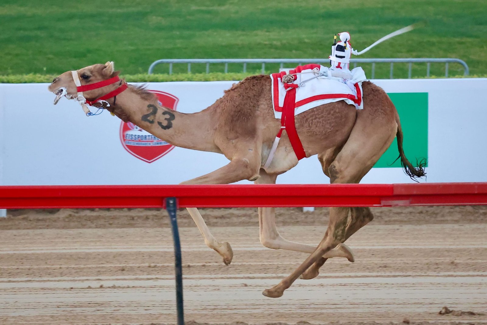 نتائج مميزة في تحديات سن اللقايا بمهرجان ولي عهد دبي للهجن 1 نتائج مميزة في تحديات سن اللقايا بمهرجان ولي عهد دبي للهجن