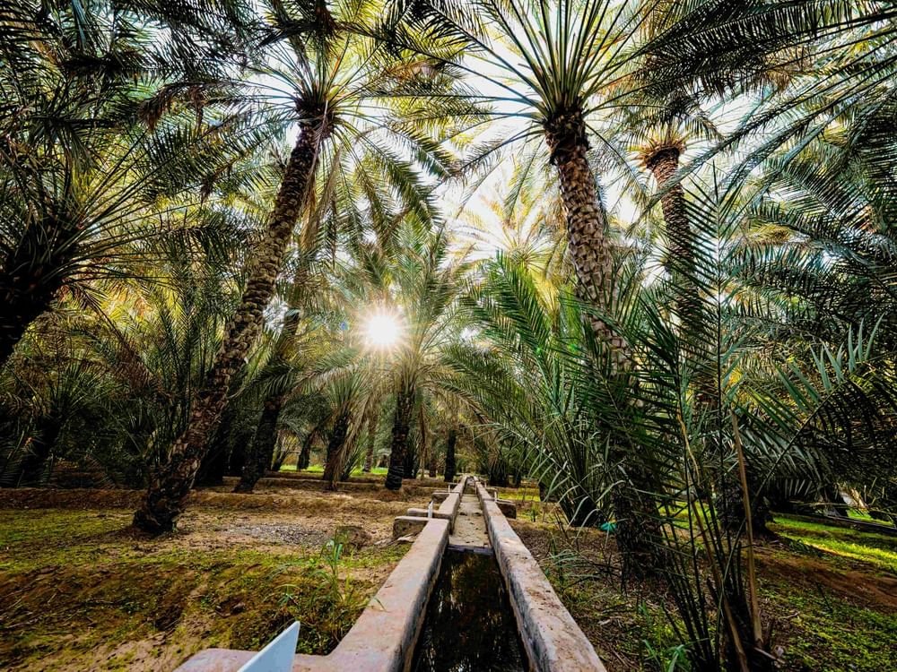 واحة الهيلي تستضيف مهرجان العين للتمور 1 واحة الهيلي تستضيف مهرجان العين للتمور