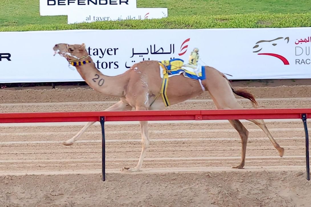 "زعفرانة" تحرز كأس الثنايا الأبكار المفتوح في مهرجان ولي عهد دبي للهجن 1 "زعفرانة" تحرز كأس الثنايا الأبكار المفتوح في مهرجان ولي عهد دبي للهجن