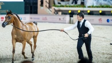انطلاق بطولة عجمان لجمال الخيل العربية بدورتها الـ 22