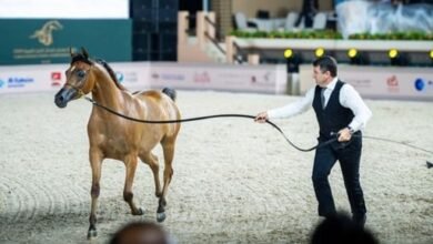 "عجمان لجمال الخيل العربية" تشهد حضوراً جماهيراً كبيراً في يومها الأول