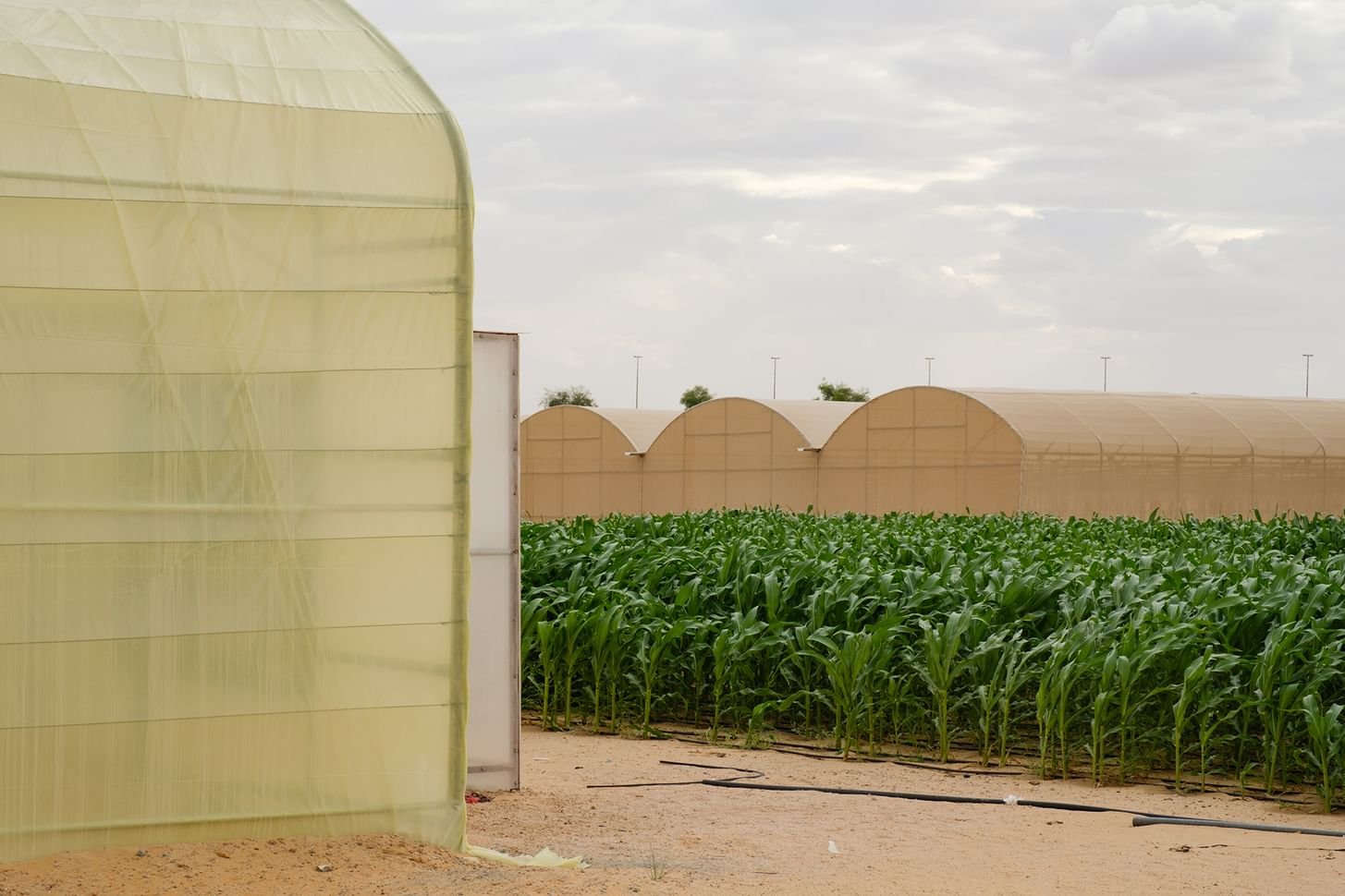 جناح الإمارات في بينالي البندقية 2025 ينظم معرض "على نار هادئة" 1 جناح الإمارات في بينالي البندقية 2025 ينظم معرض "على نار هادئة"