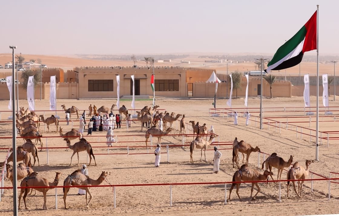 مهرجان الظفرة.. درة مزاينات الإبل ووجهة الأصالة والتراث 1 مهرجان الظفرة.. درة مزاينات الإبل ووجهة الأصالة والتراث