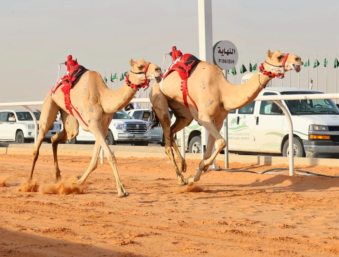هجن الرئاسة تفوز بسيف خادم الحرمين الشريفين في الجنادرية 1 هجن الرئاسة تفوز بسيف خادم الحرمين الشريفين في الجنادرية