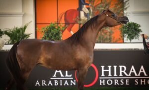 "ع.ج سجوى" الأجمل في منافسات اليوم الثاني لـ"الشراع الدولية لجمال الخيل العربية"