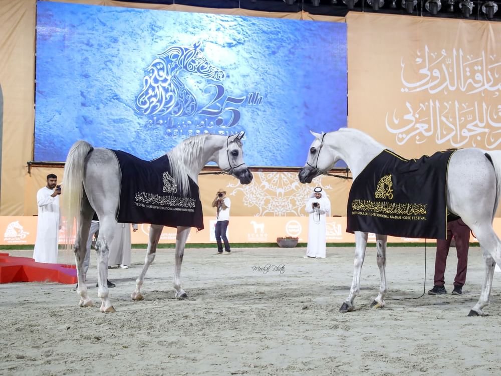 مربط دبي يحصد 5 كؤوس ملونة في ختام مهرجان الشارقة للجواد 1 مربط دبي يحصد 5 كؤوس ملونة في ختام مهرجان الشارقة للجواد