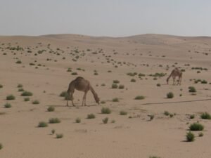 عبر منصة "تم".. "بيئة أبوظبي" تُطلق خدمة الرخصة الفورية لرعي الإبل