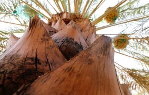 هيئة أبوظبي للتراث تطلق مسابقة إبداعية جديدة في "ليوا للرطب"