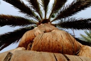 هيئة أبوظبي للتراث تطلق مسابقة إبداعية جديدة في "ليوا للرطب"