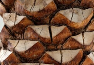 هيئة أبوظبي للتراث تطلق مسابقة إبداعية جديدة في "ليوا للرطب"