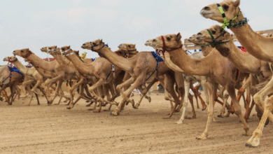 رئيس الدولة