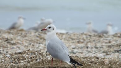 الشارقة تقود أول دراسة شرق أوسطية لرصد ابتلاع الطيور البحرية للنفايات البلاستيكية والزيوت