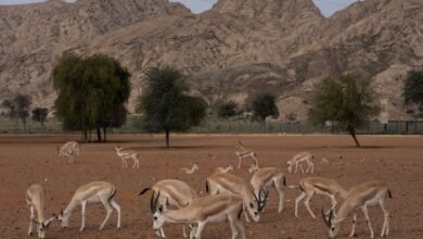 "منتزه مليحة الوطني" يسجل أكثر من 100 نوع من الكائنات الحية في بيئته الصحراوية المحمية