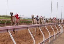 منافسات مثيرة في سباق "سن الفطامين" بميدان الذيد لسباقات الهجن
